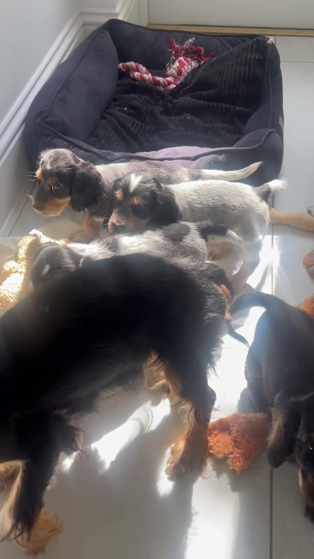 Cocker Spaniel dogs for sale: Quality Show type cocker spaniel puppies  - Video 1