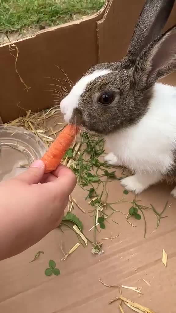 Tri Coloured Dutch rabbits for sale: Beautiful friendly dutch rabbit in Ruislip - Video 2