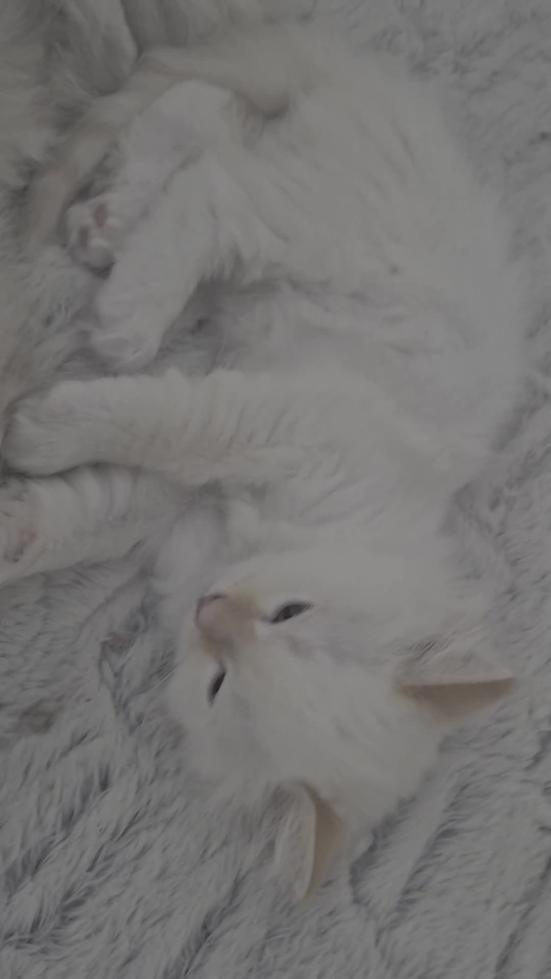 Ragdoll cats for sale: 3 beautiful Ragdoll kittens-Ready to Leave Mum Now - Video 1