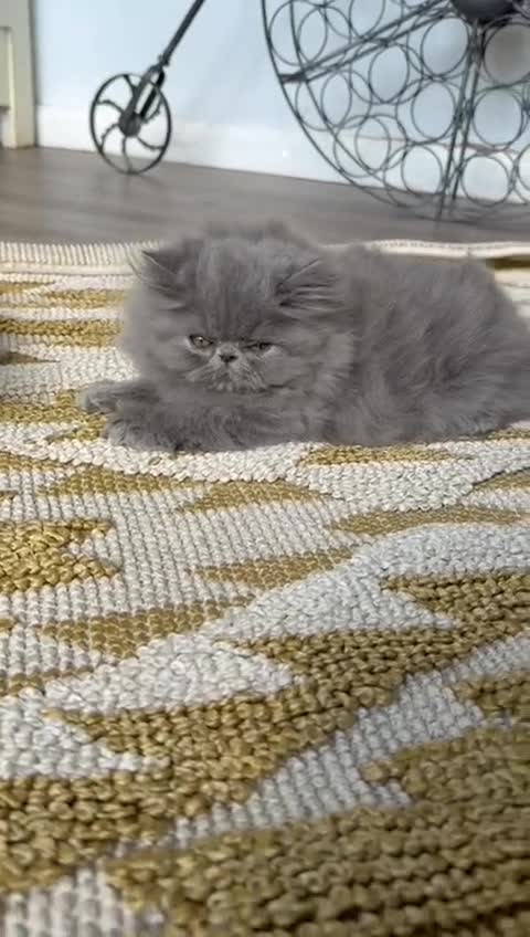 Persian cats for sale: Grand Champion Imperial Bloodlines Pedigree Kitten - Video 2