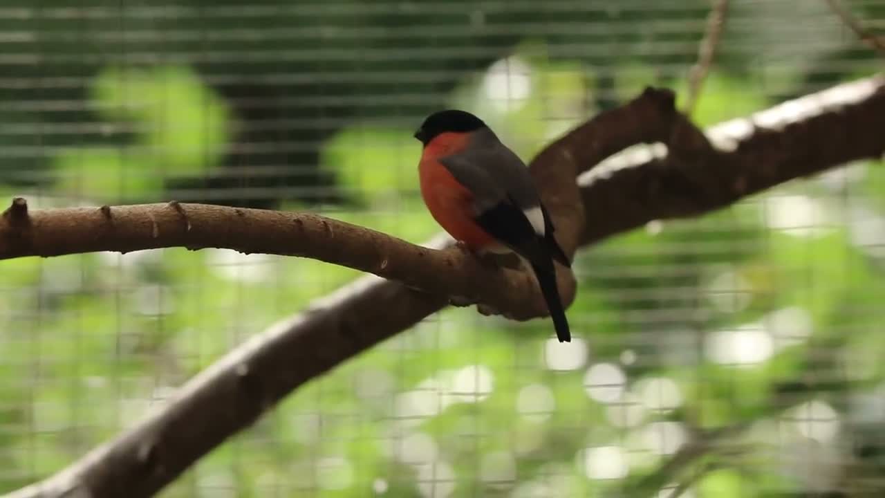 Finches birds for sale: Spare Native Bullfinch Cock - Video 1