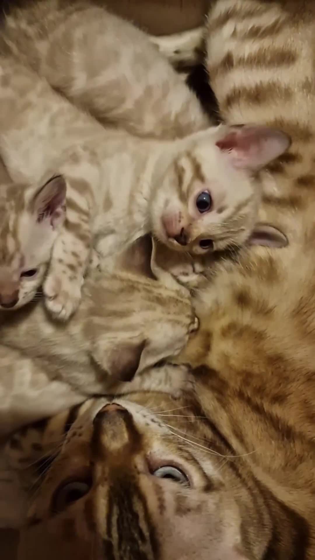 Bengal cats for sale: TICA Registered Snow Lynx Bengals–Open Reservation - Video 2
