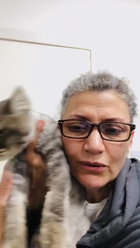 Mixed Breed cats for adoption: SHADOW - MIX PERSIAN  GROOMED NEUTERED - Video 1