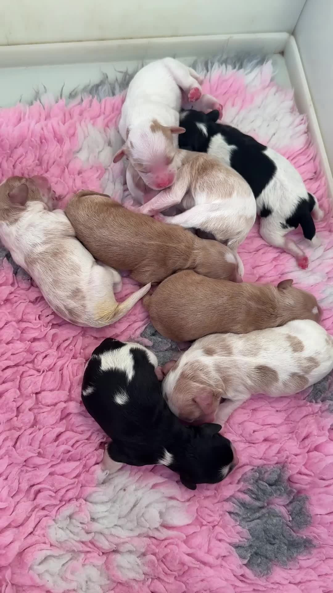 Cavapoo dogs for sale: F1 cavapoos fully genetic tested 5* breeder  - Video 1