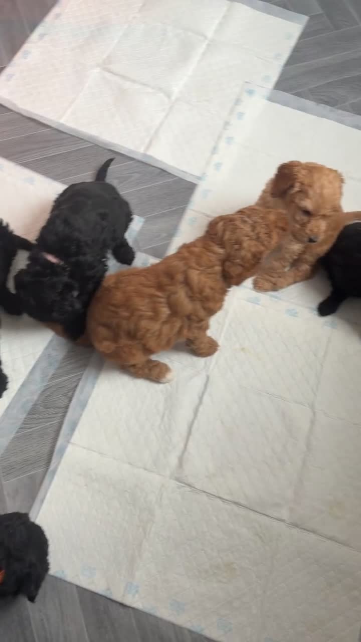 Standard Poodle dogs for sale: KC Registered standard poodle puppies  - Video 1