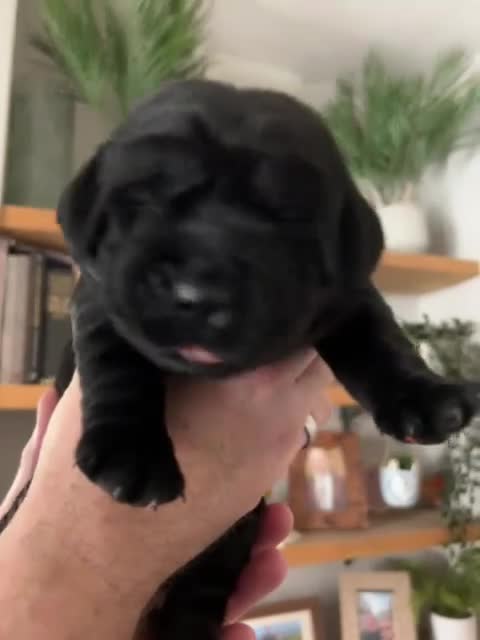 Labrador Retriever dogs for sale: Labrador puppies  in Aldershot - Video 1