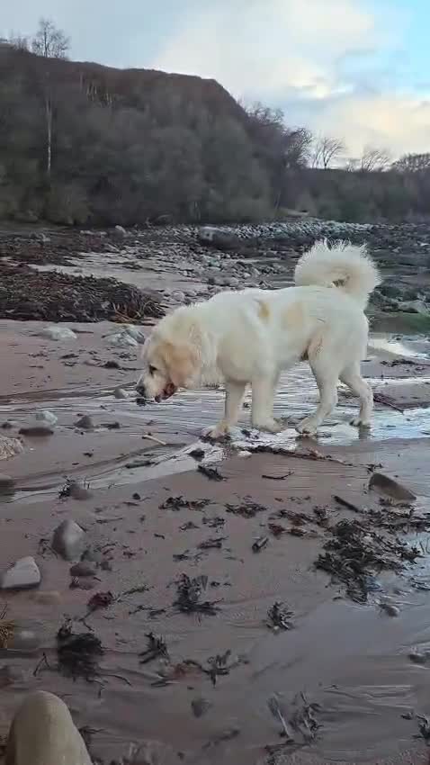 Mixed Breed dogs for sale: Highland Shepherd Puppies!!! - Video 2