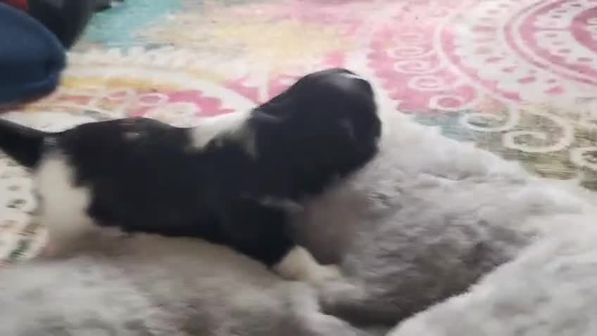 Shih Tzu dogs for sale: Shih Tzu Puppies From Small Imperial-Type Mum - Video 1