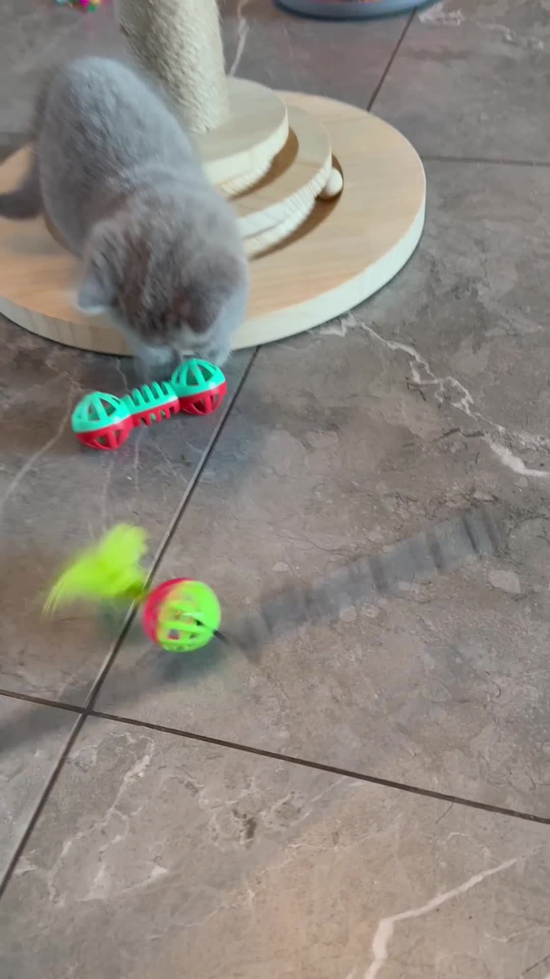 British Shorthair cats for sale: Champion mum & dad litter 1 🩵 & 1 🩷 - Video 1