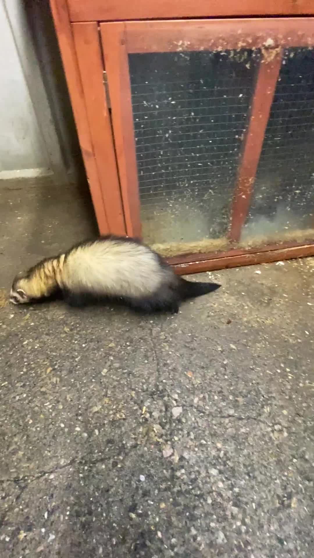 Ferret rodents for sale: Ferrets polecats 2 hobs 1 jill - Video 2