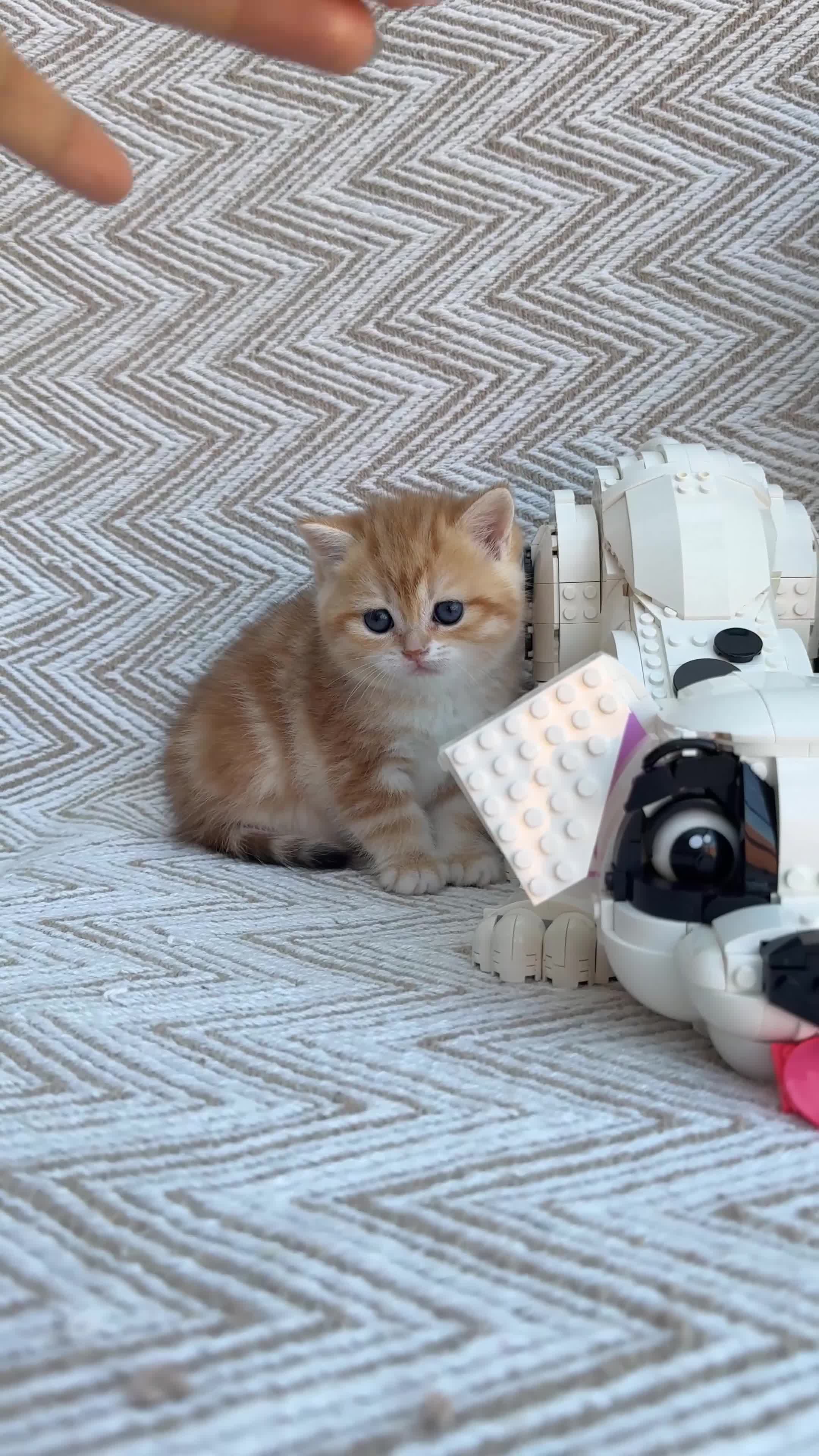British Shorthair cats for sale: 💙British shorthair kittens available  - Video 1