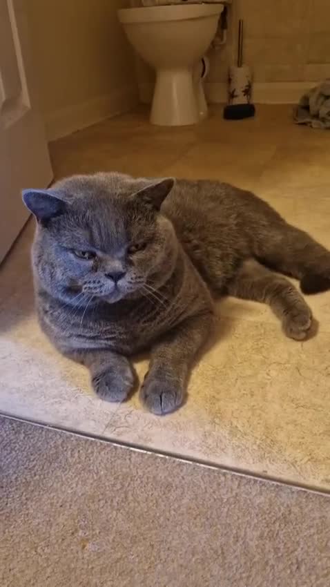 British Shorthair cats for stud: British shorthair for STUD only in Rugby - Video 1
