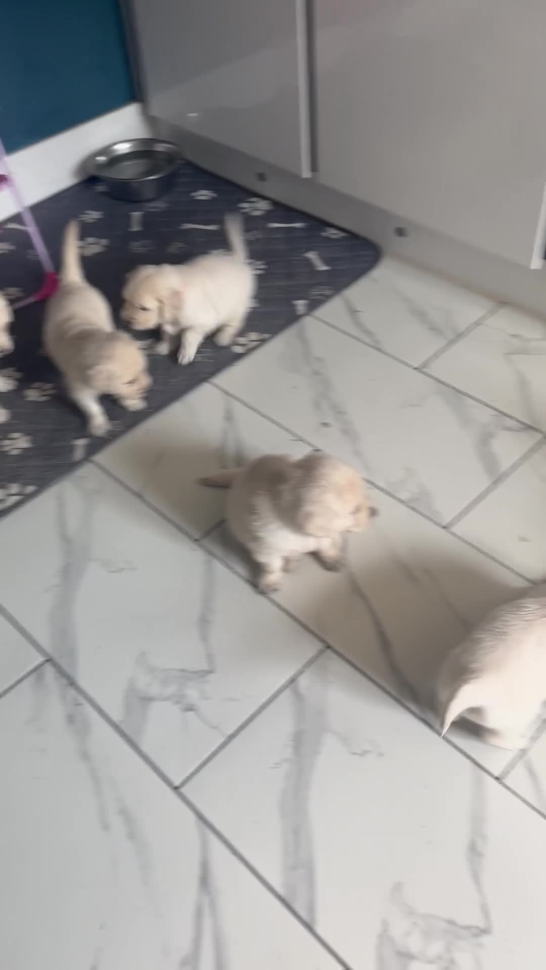 Golden Retriever dogs for sale: 9 exceptional Golden retriever  - Video 1