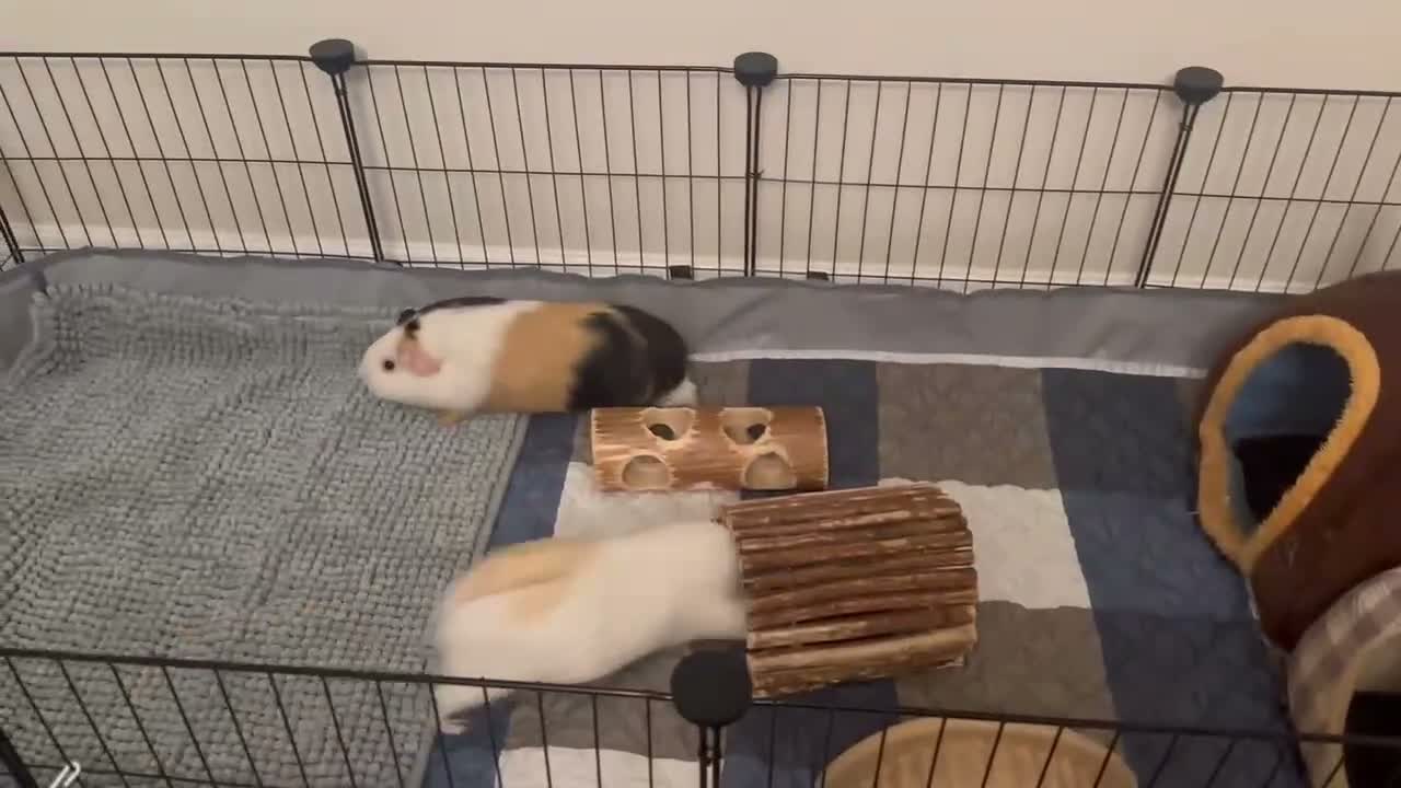 Guinea Pig rodents for sale: 2 Female Guinea pig sisters - Video 2