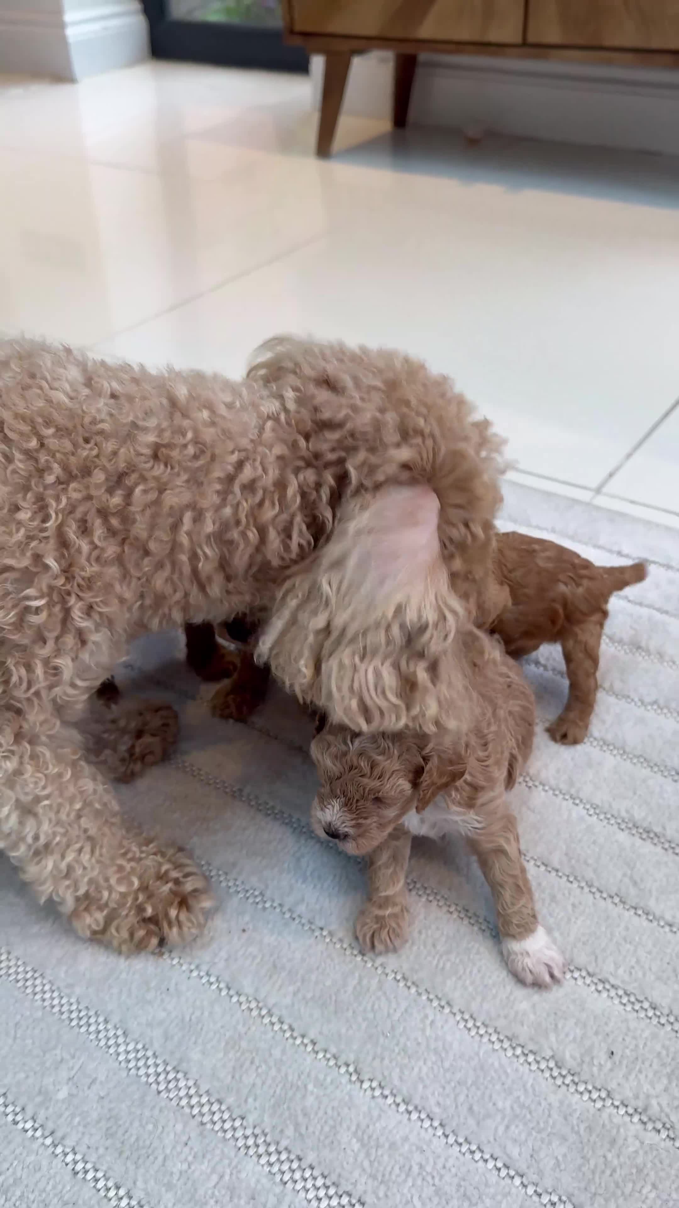 Mixed Breed dogs for sale: 🐾 Beautiful Cavapoochon × Cavapoo Puppies 🐾 - Video 1