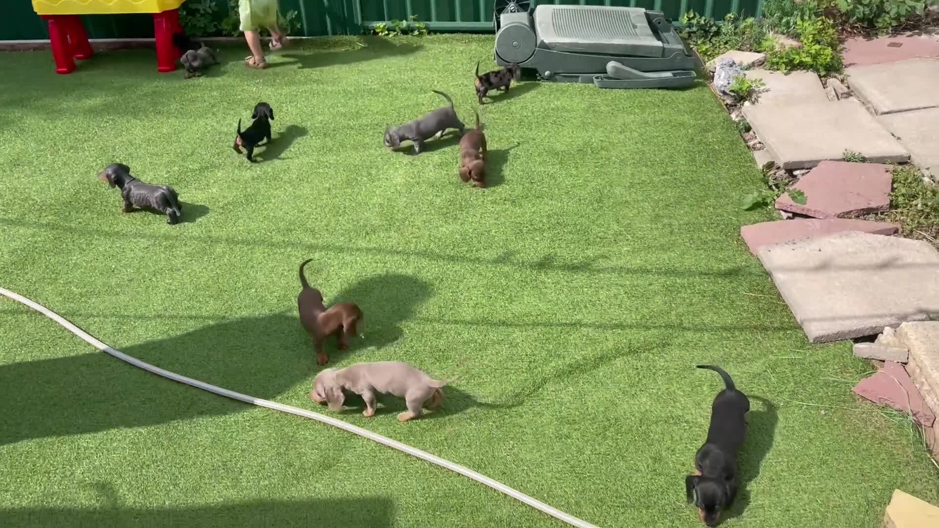 Dachshund dogs for sale: 5 beautiful miniature short haired dachshunds - Video 1