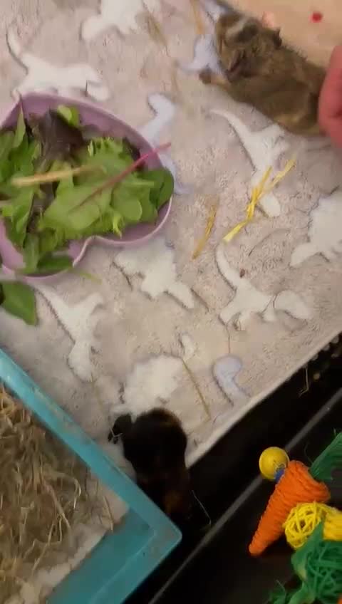 Guinea Pig rodents for sale: 2 sister  - Video 1