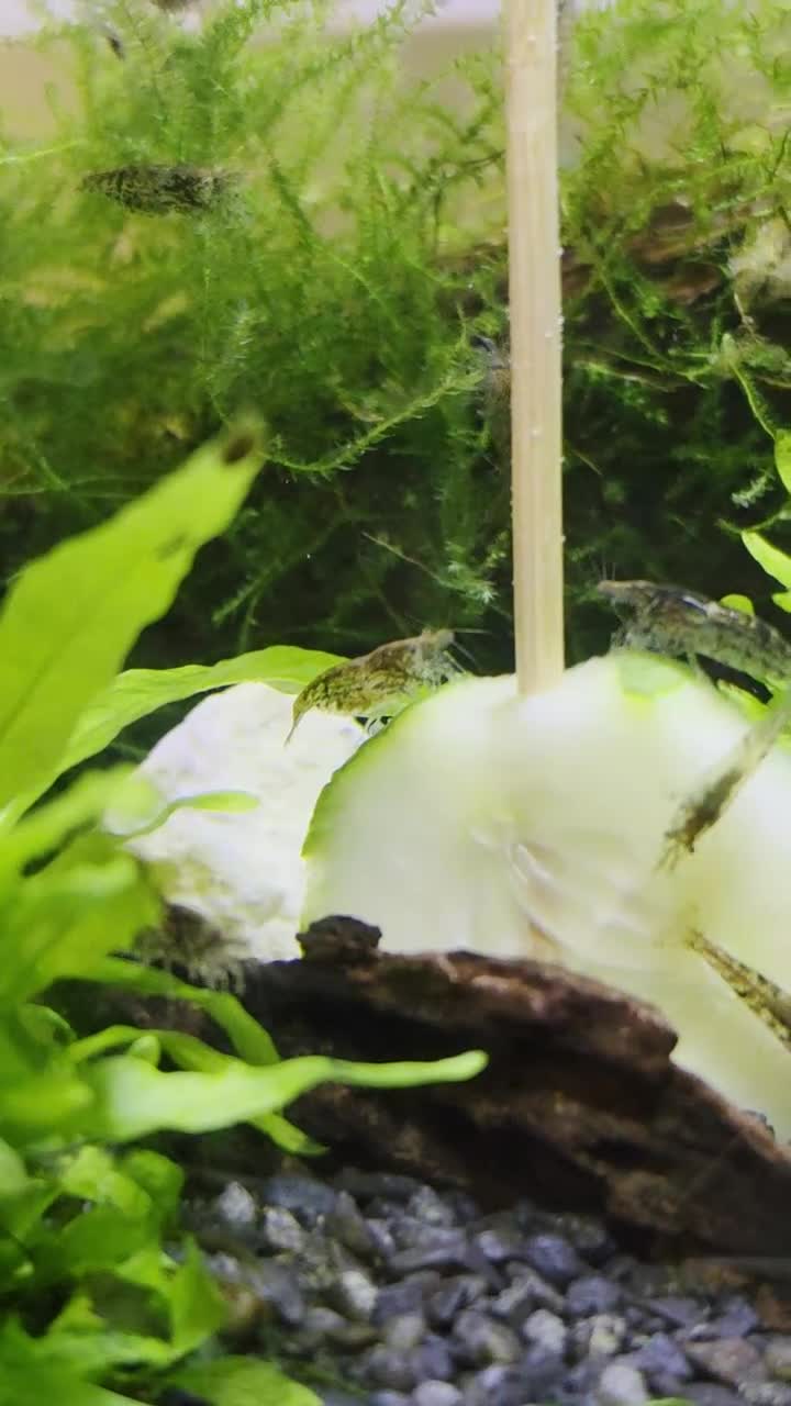 Shrimps fish for sale: 10 x Wild-Type Ornamental Shrimp (Neocaridina) - Video 1