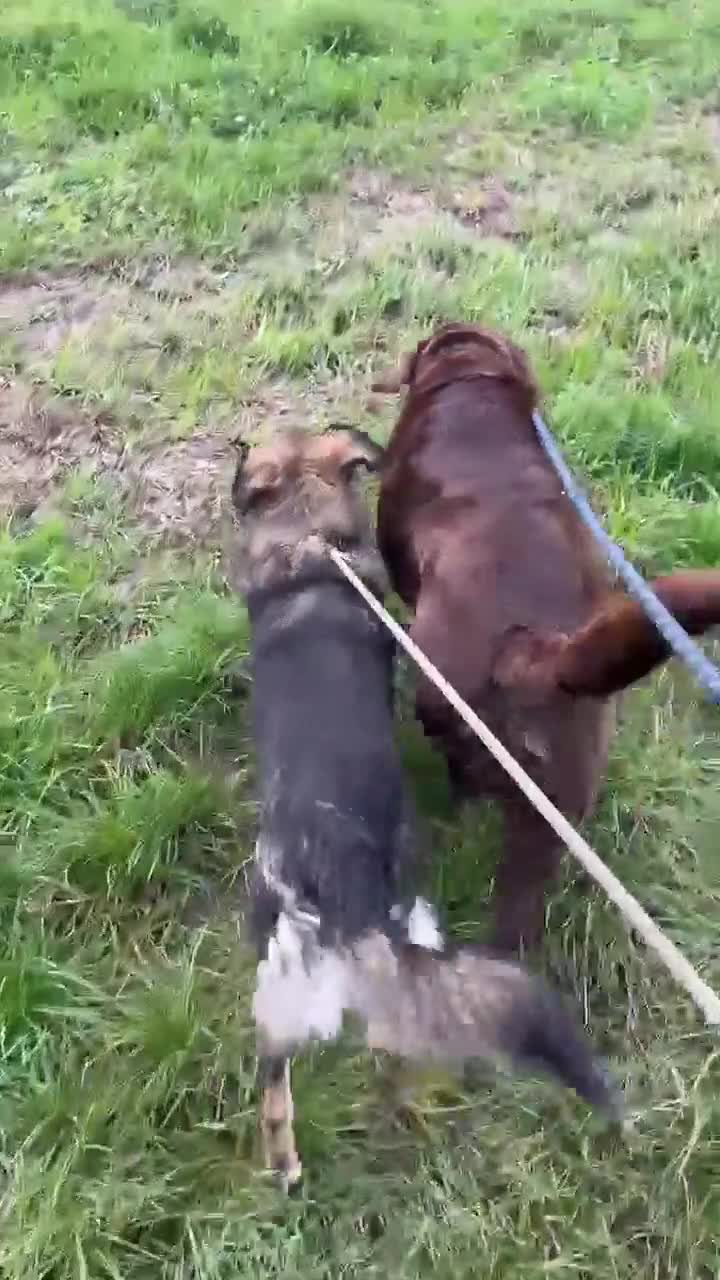 Mixed Breed dogs for adoption: MABEL - Video 1