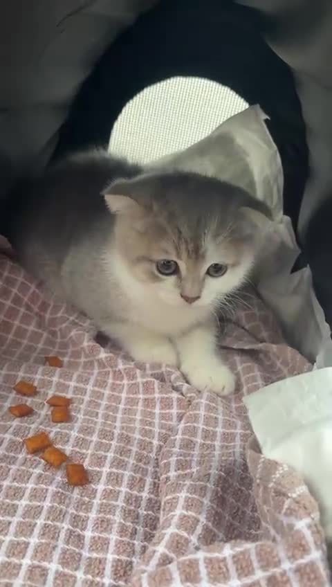 Scottish Fold cats for sale: Scottish fold x british short hair - Video 1