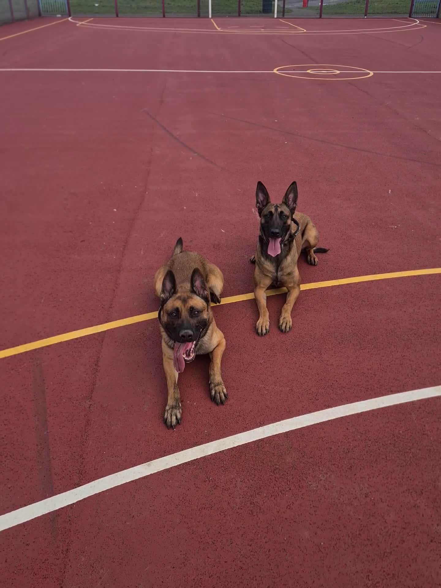 Belgian Shepherd Dog dogs for sale: Belgian malinois x german shepherd  - Video 1