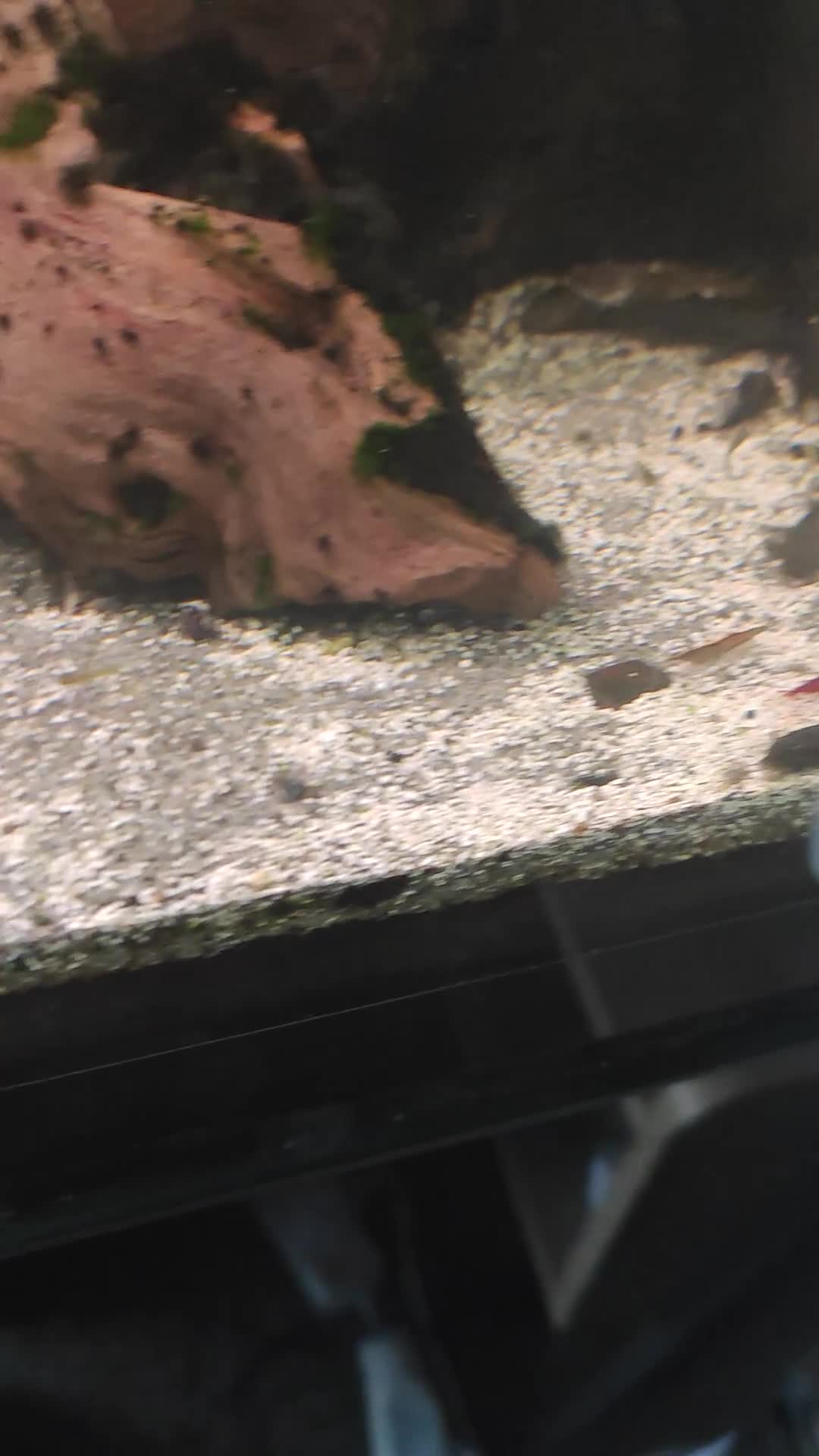 Plecos fish for sale: Young bristlenose plecs  - Video 1