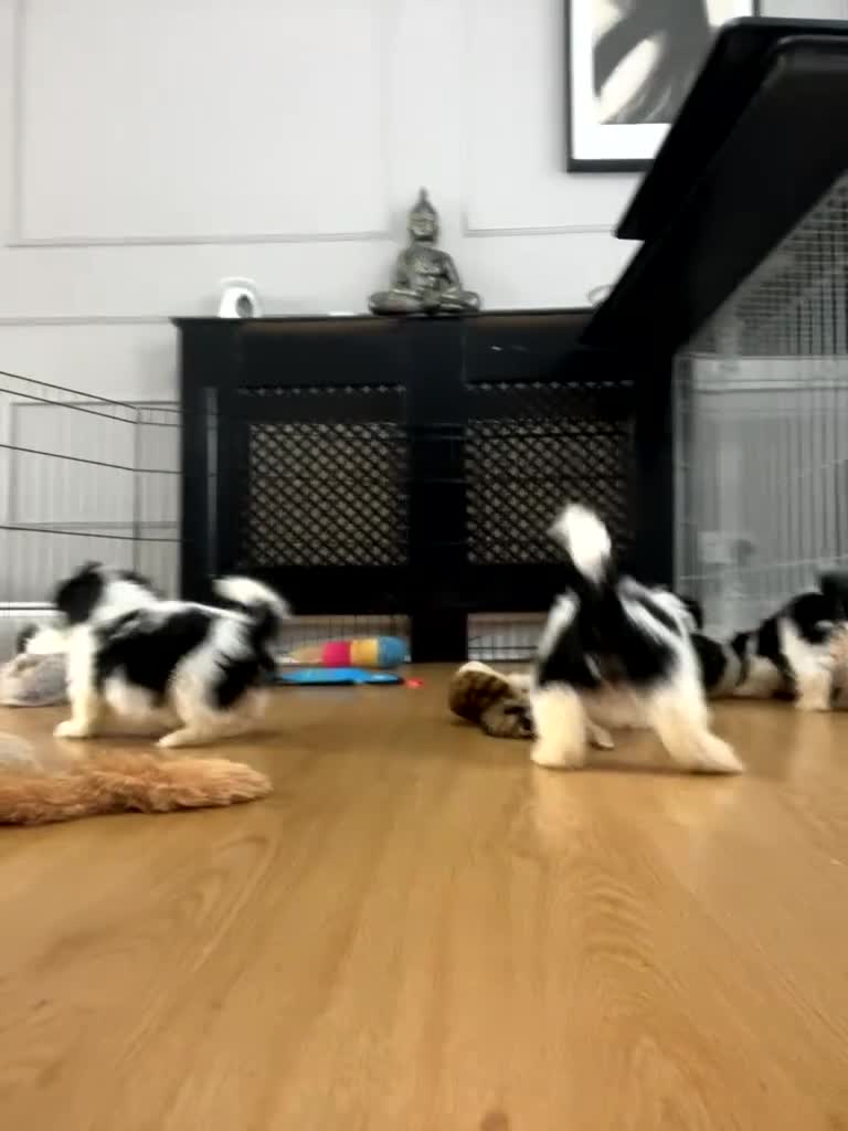 Shih Tzu dogs for sale: Shih Tzu Puppies - Video 3