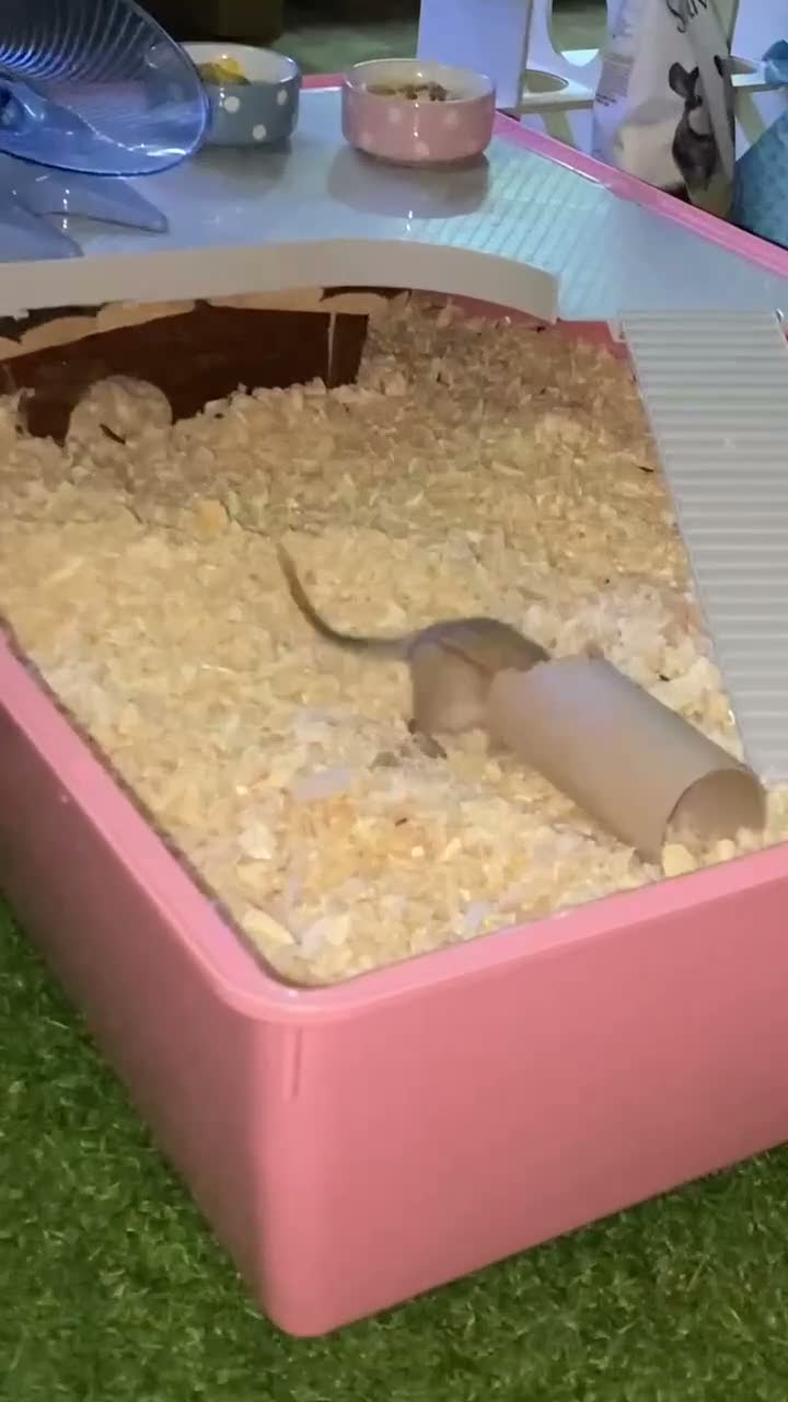 Mixed Breed dogs for sale: 🐭Two Female Gerbils Looking for a New Home🐭 - Video 1