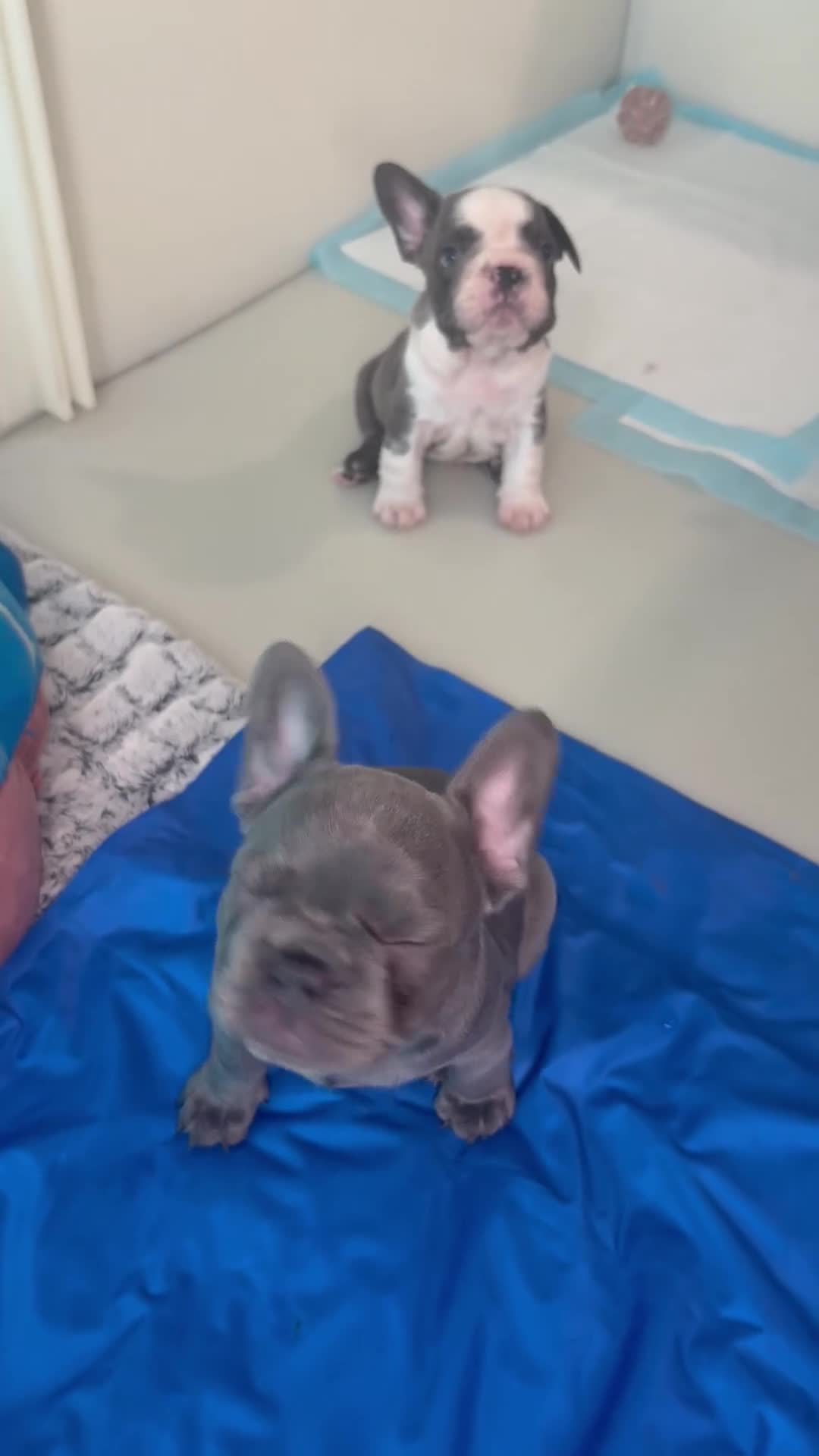 French Bulldog dogs for sale: 2 frenchie puppies for sale  in Dartford - Video 3