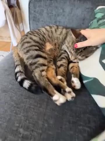 British Shorthair cats for sale: 2 British shorthair tabby cats  - Video 1