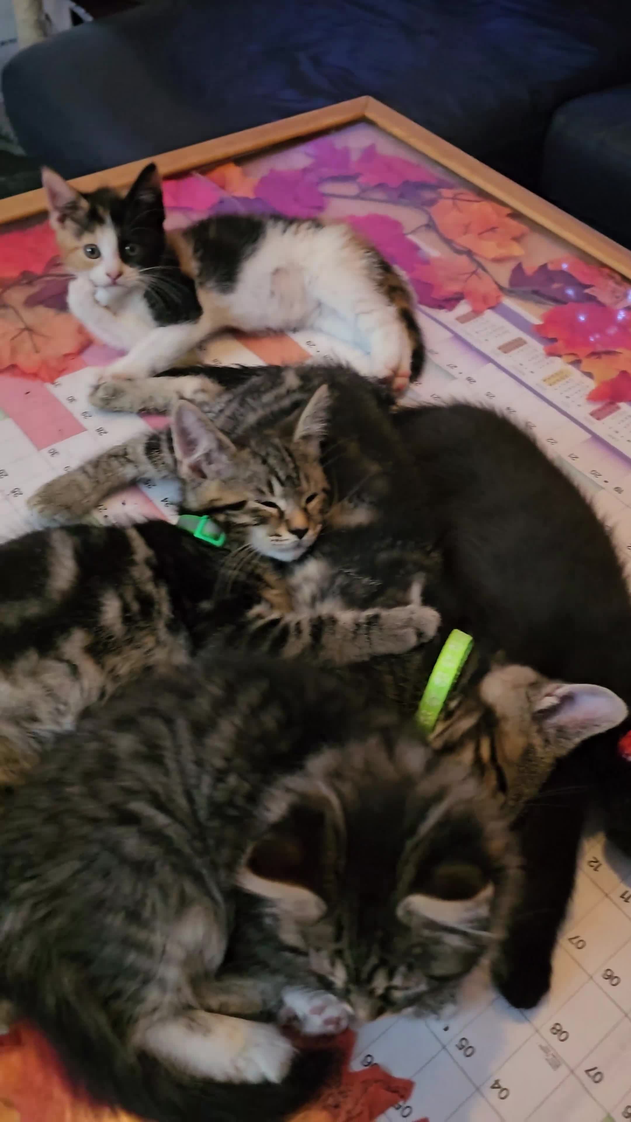 Mixed Breed cats for sale: Few lovely kittens ready for new lovely homes ! - Video 3