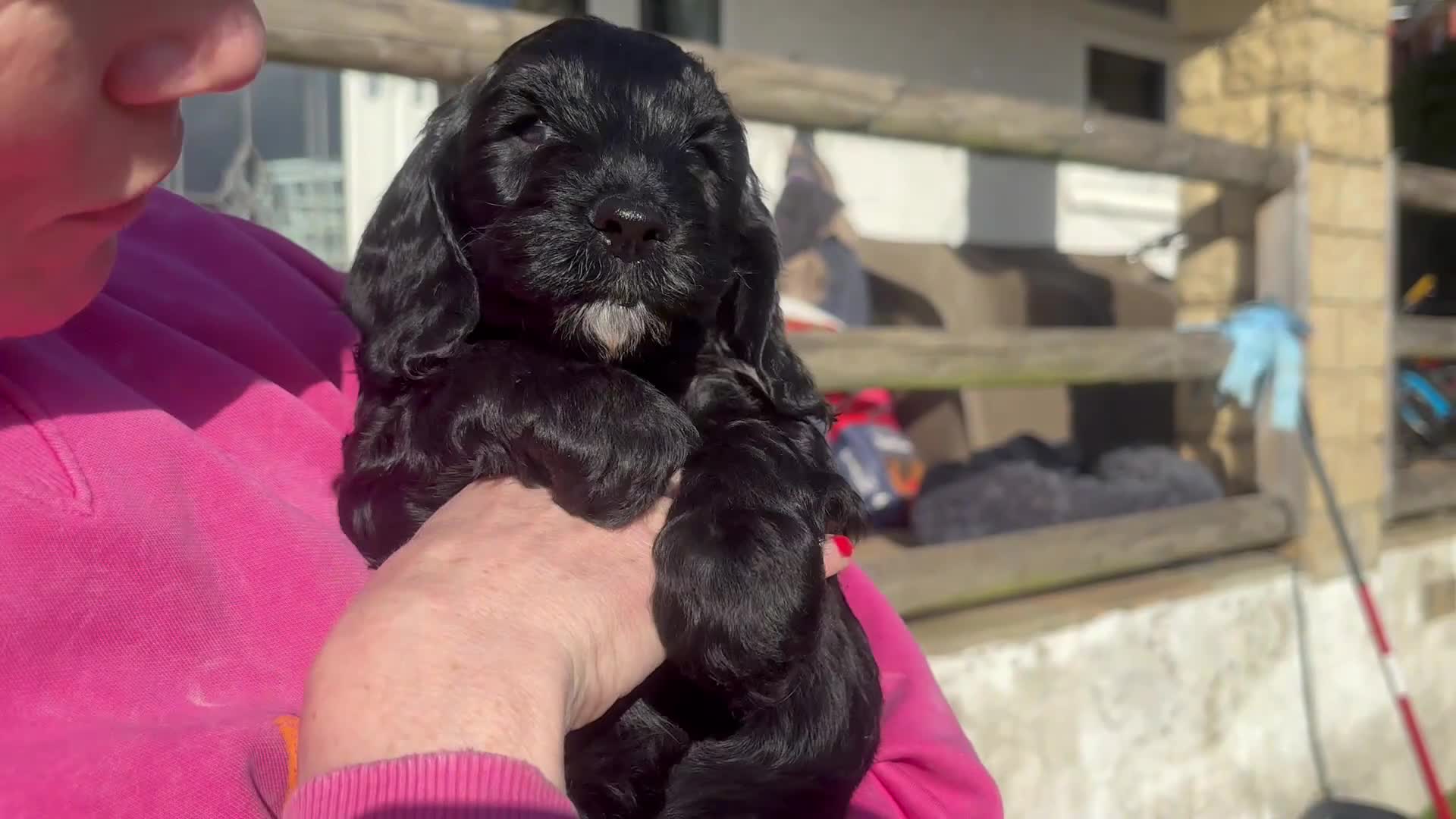 Cockapoo dogs for sale: Adorable cockerpoo puppies ready soon in Bristol - Video 2