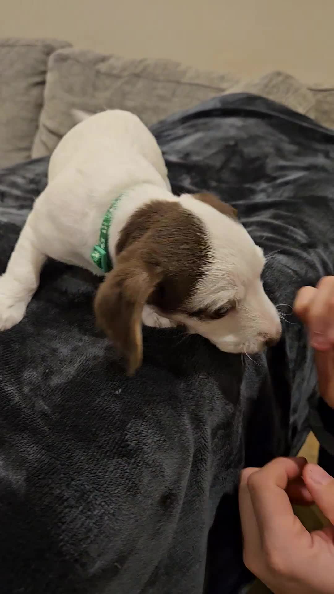 Mixed Breed dogs for sale: Beautiful Jackapoo puppies for sale- Available now - Video 1