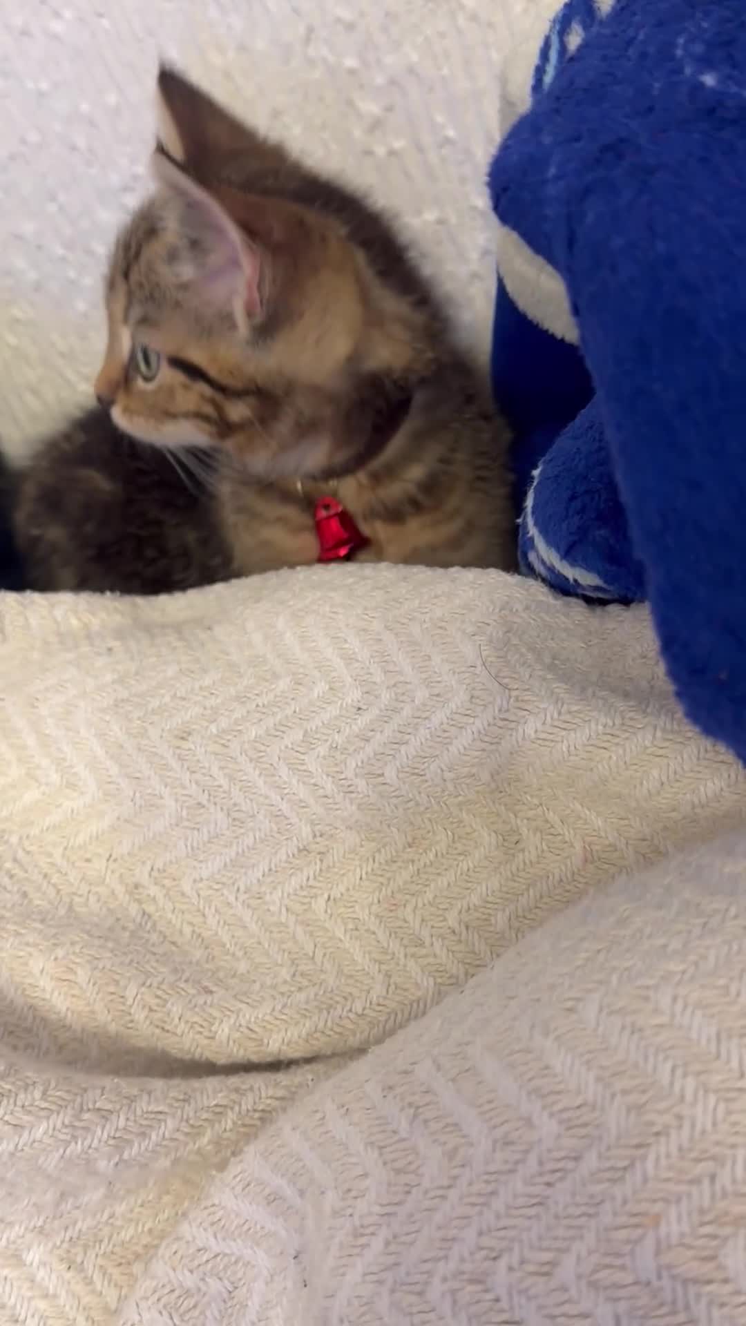 Mixed Breed cats for sale: Kitten for sale in Heywood - Video 1