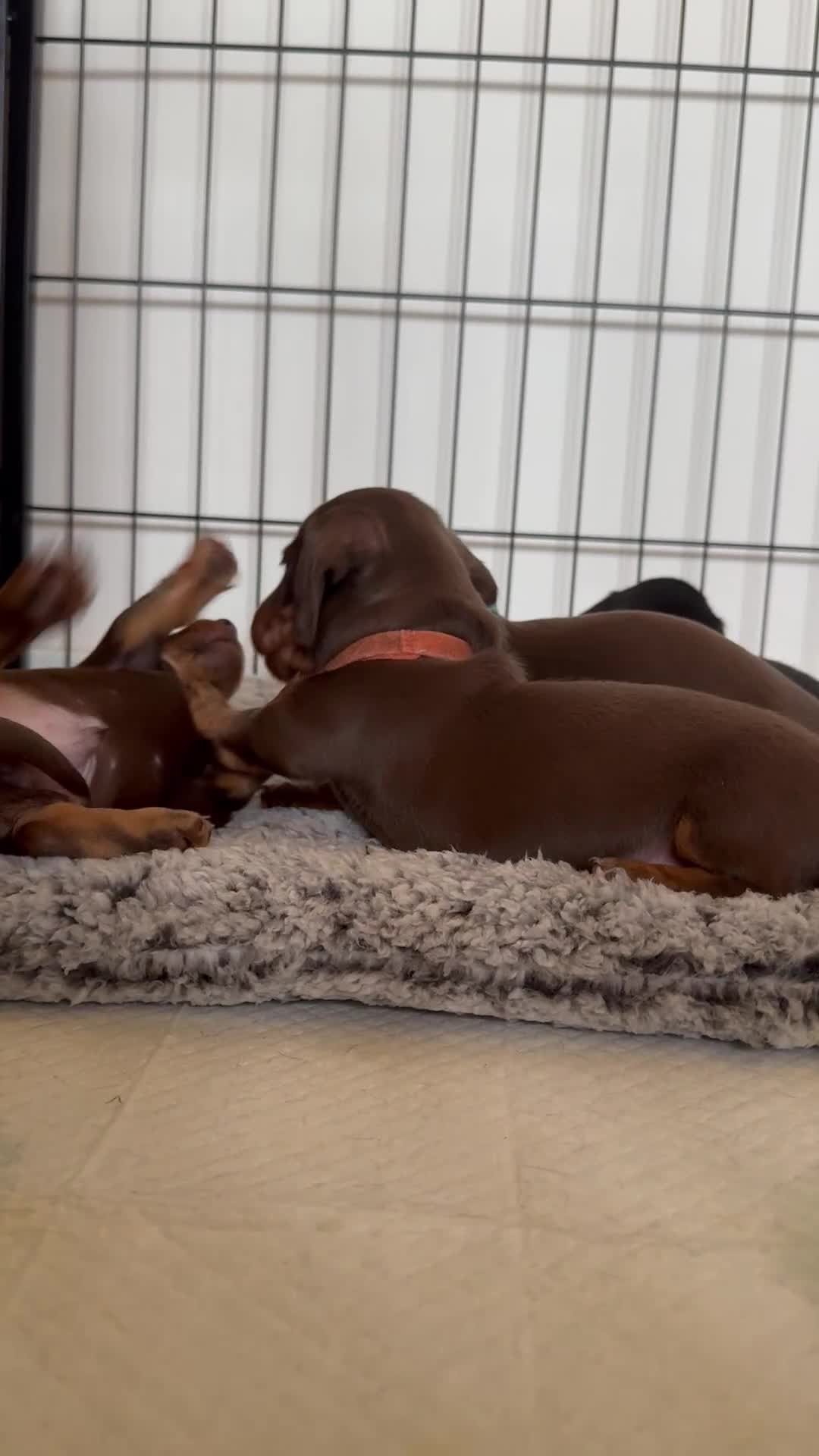 Miniature Dachshund dogs for sale: Beautiful Miniature Dachshund Puppies - Video 1