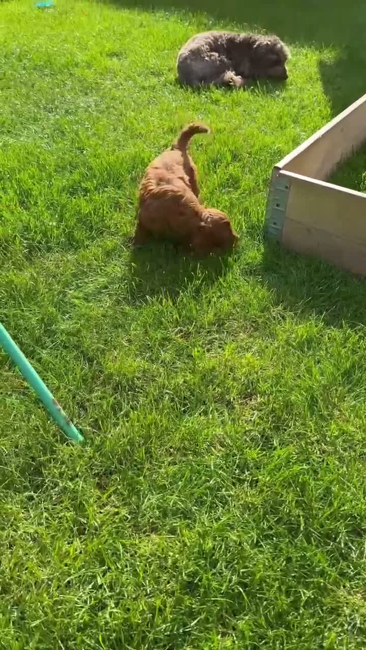 gorgeous red boy cockapoo still available for sale in Hereford | Pets4Homes