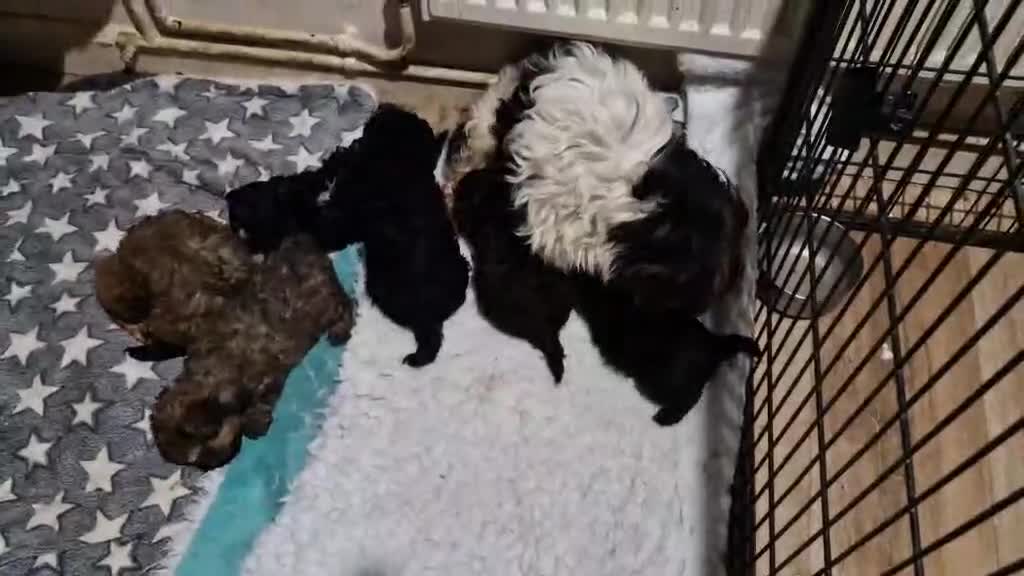 Mixed Breed dogs for sale: Yorkipoo Puppies - Video 1