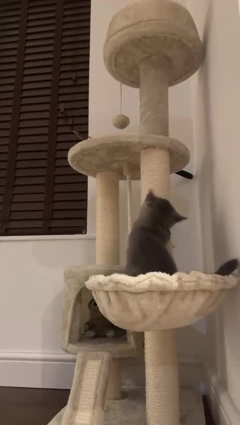 British Shorthair cats for sale: Reduced to clear  pure BSH blue  girl £4500 - Video 1