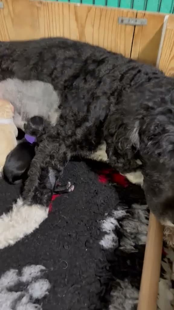 Portuguese Water Dog dogs for sale: 5 PWD puppies available - Video 2