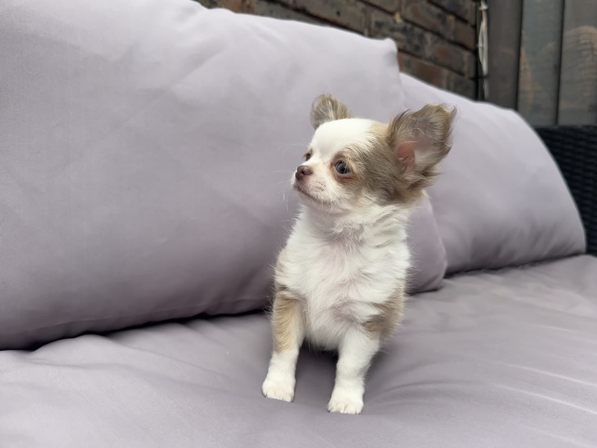 Chihuahua dogs for sale: **PRICE REDUCTION** 🐾🩶 READY TO GO LAST TINY BOY - Video 1