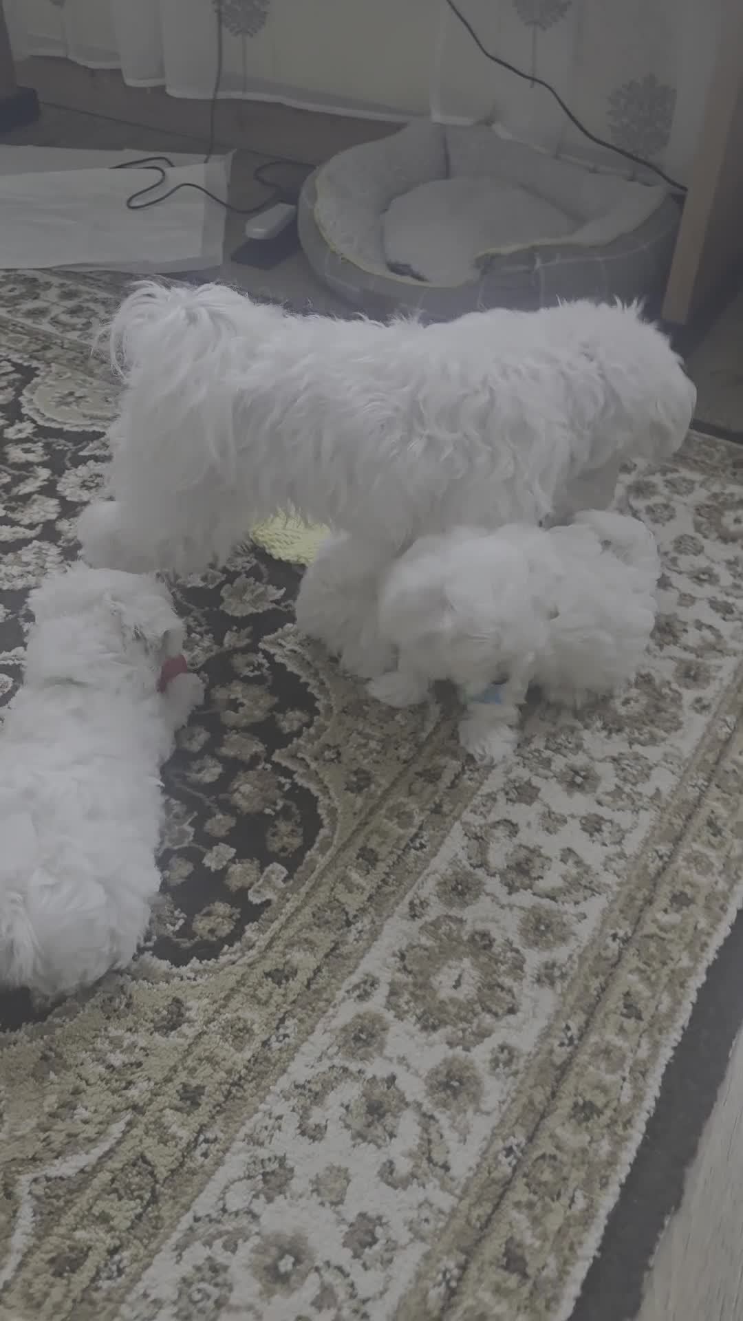 Maltese dogs for sale: Beautiful Maltese puppies  in Portsmouth - Video 1