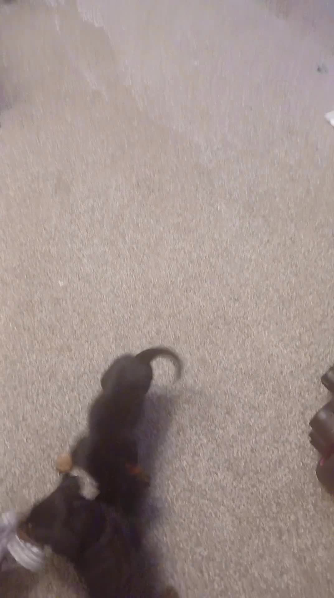 Rottweiler dogs for sale: Rottweiler puppies x 6 3 male 3 female. - Video 1