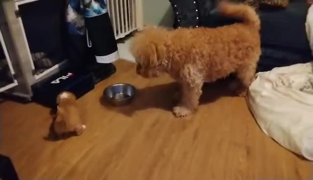 Mixed Breed dogs for sale: Adorable Maltipoo/Cockapoo Puppies - Video 1