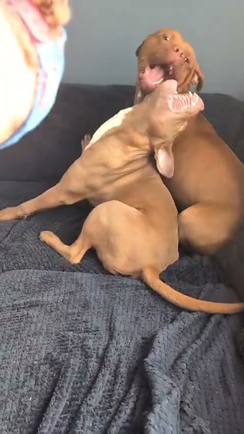 Mixed Breed dogs for sale: Dogs for rehoming  in South Shields - Video 2