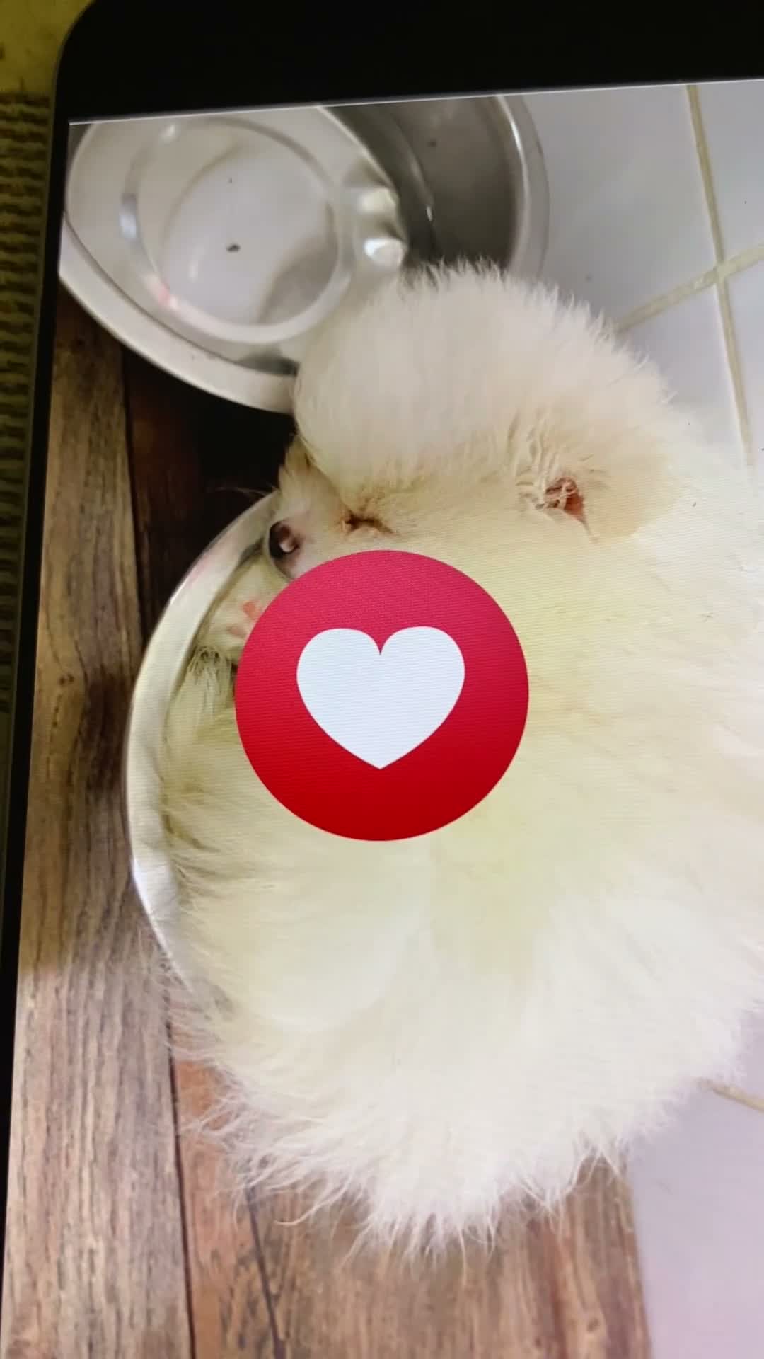 Pomeranian dogs for sale: Perfect Pom Pom  - Video 1