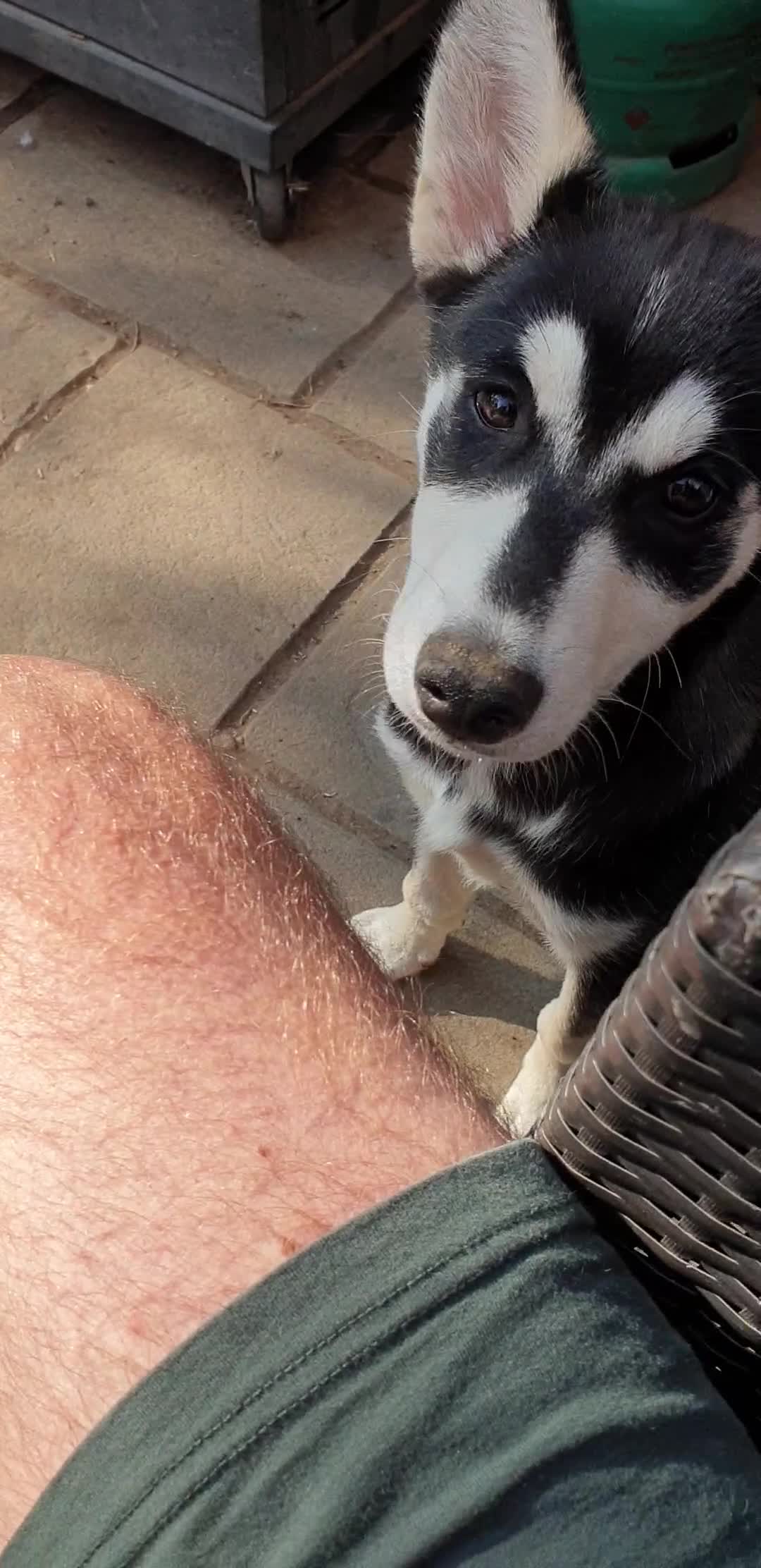 Shepsky dogs for sale: Single female shepsky - Video 1