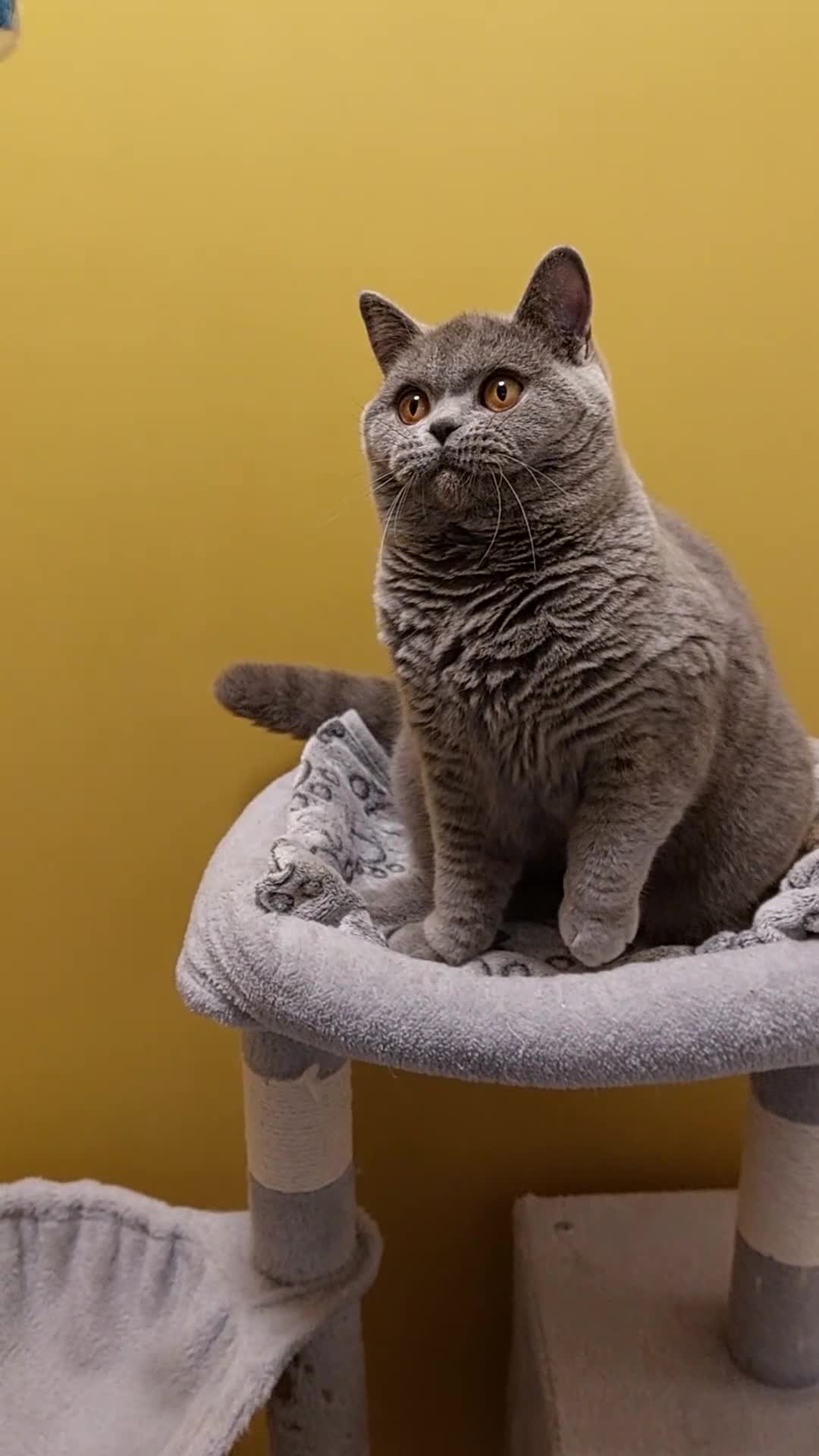 British Shorthair cats for sale: ‼️PRESTIGIOUS‼️🏆CH SIRED FEMAL - Video 2