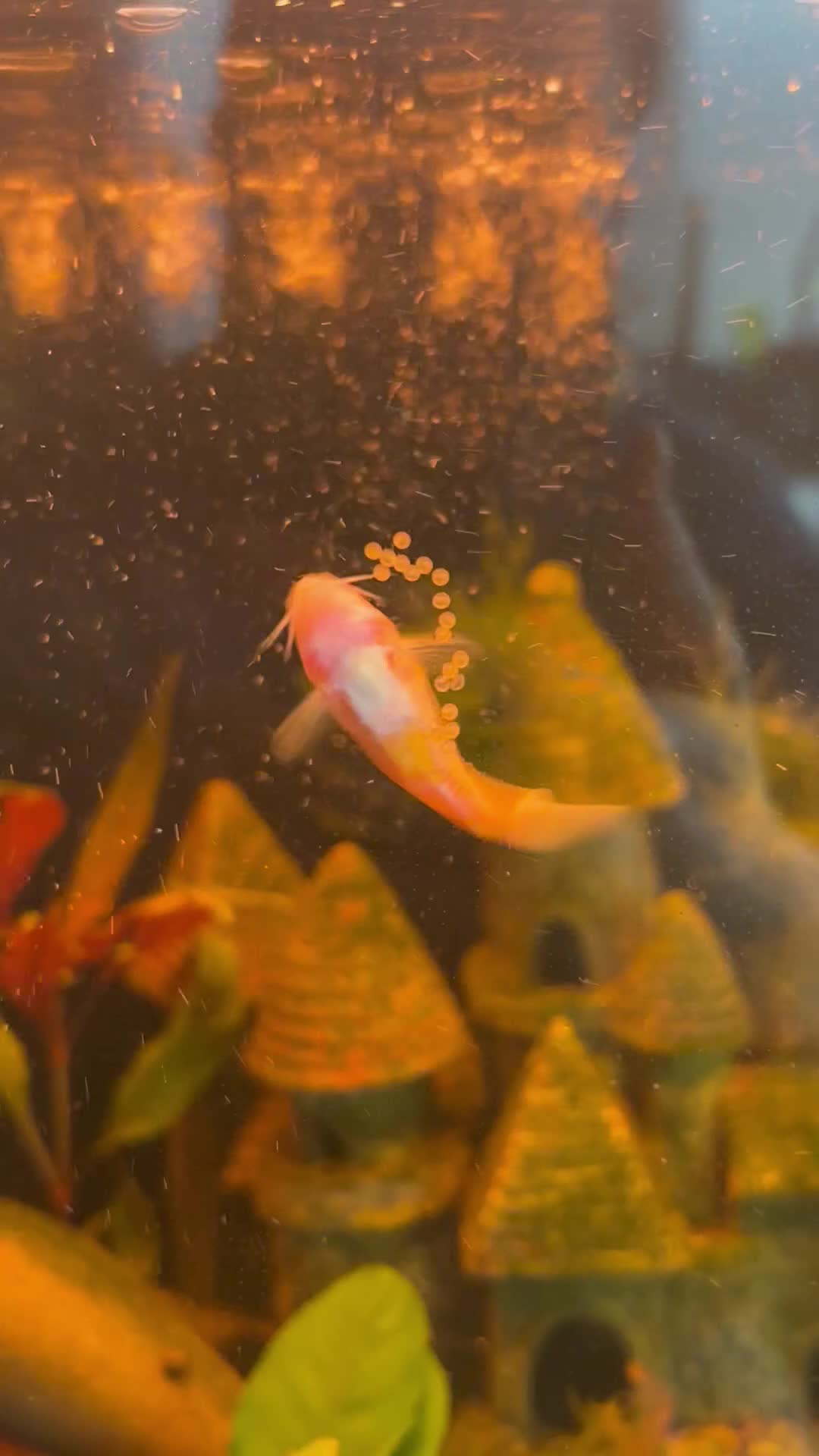 Corys fish for sale: Albino corydoras (osteogaster aena) in Newhaven - Video 1