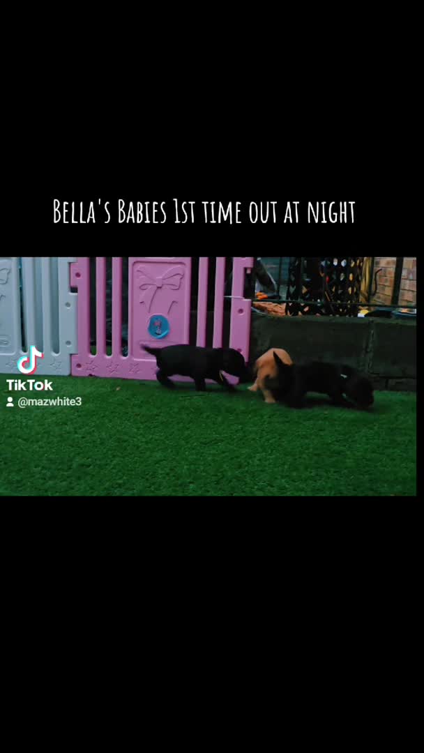 Labradoodle dogs for stud: Bailey the stud  in Glasgow - Video 1