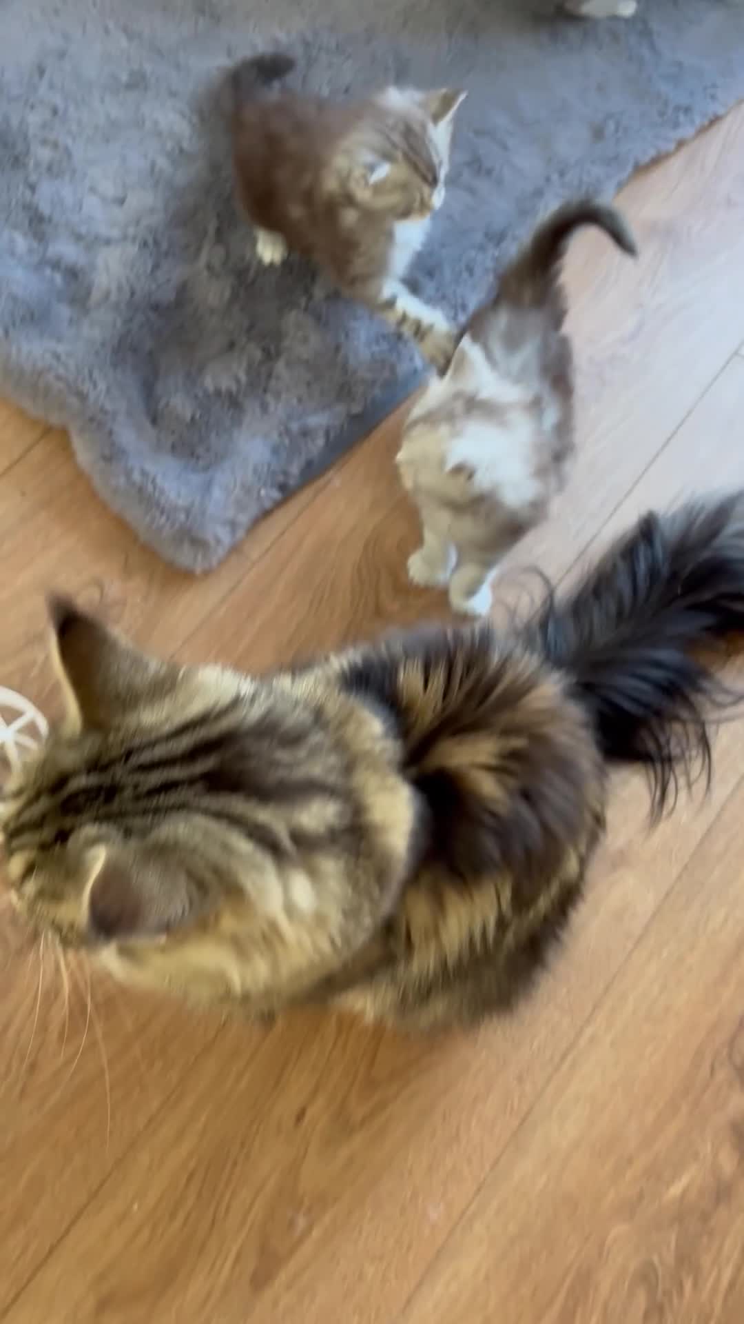 Maine Coon cats for sale: Beautiful Pedigree Kittens looking for Loving Home - Video 1